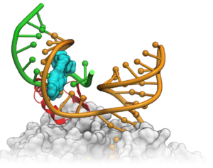 RNA Modeling